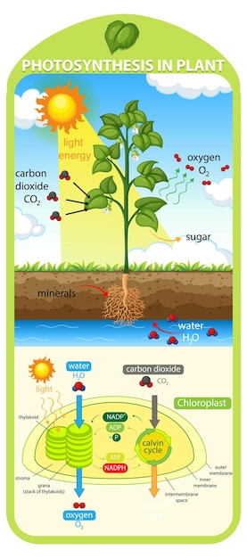 Free Vector diagram showing process of photosynthesis in plant