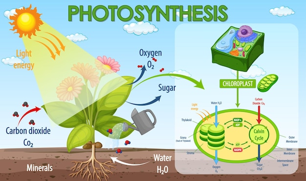 Free Vector diagram showing process of photosynthesis in plant