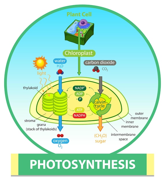 Free Vector diagram showing process of photosynthesis in plant