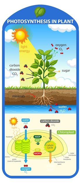 Diagram showing process of photosynthesis in plant