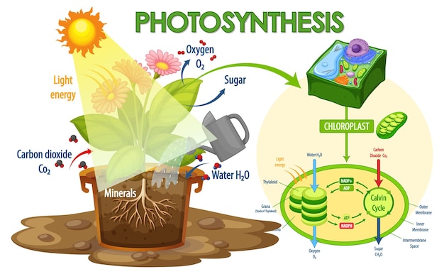 Free vector diagram showing process of photosynthesis in plant