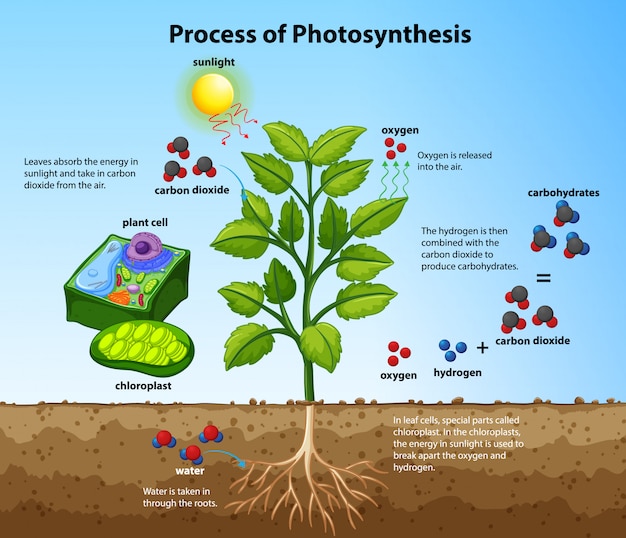 Free Vector diagram showing process of photosynthesis with plant and cells