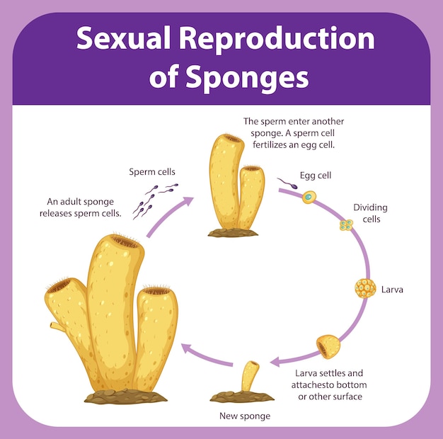 Diagram showing reproduction in sponges