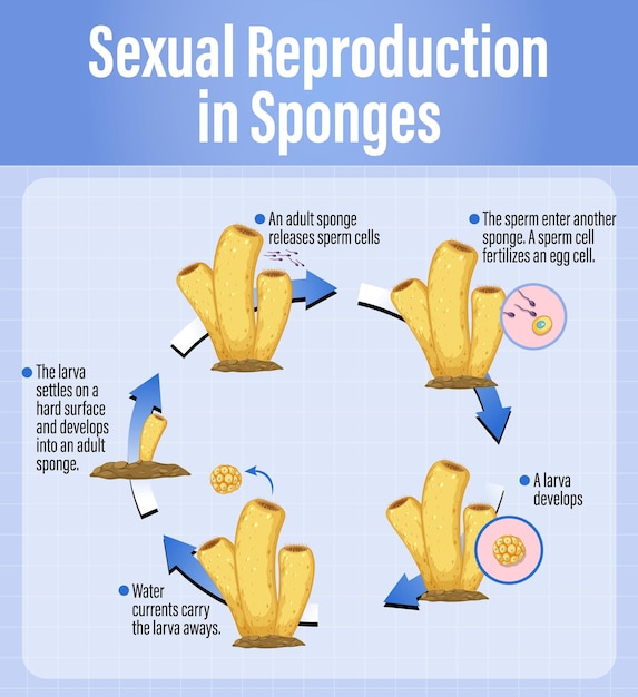 Free Vector diagram showing reproduction in sponges