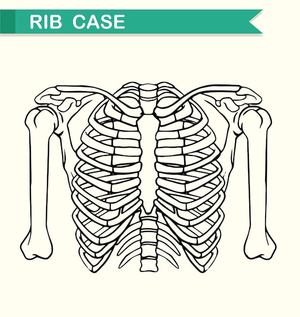 Free Vector diagram showing rib case