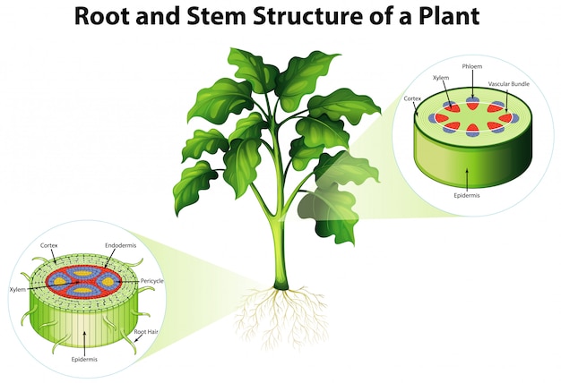 Diagram showing root and stem structure of a plant