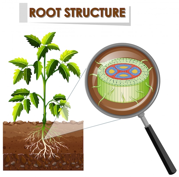 Free Vector diagram showing root structure of a plant