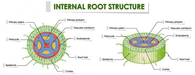 Diagram showing root structure