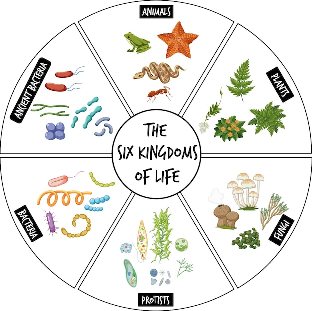 Free Vector diagram showing six kingdoms of life