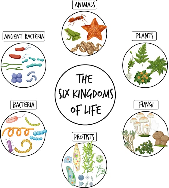 Free vector diagram showing six kingdoms of life