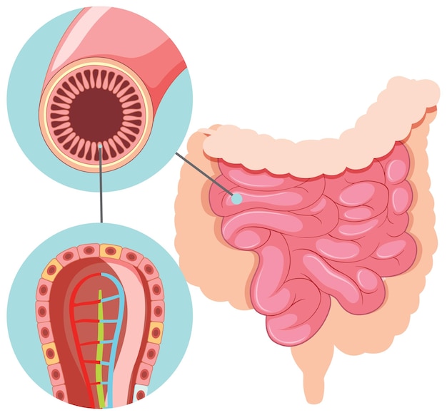 Free vector diagram showing small intestine structure