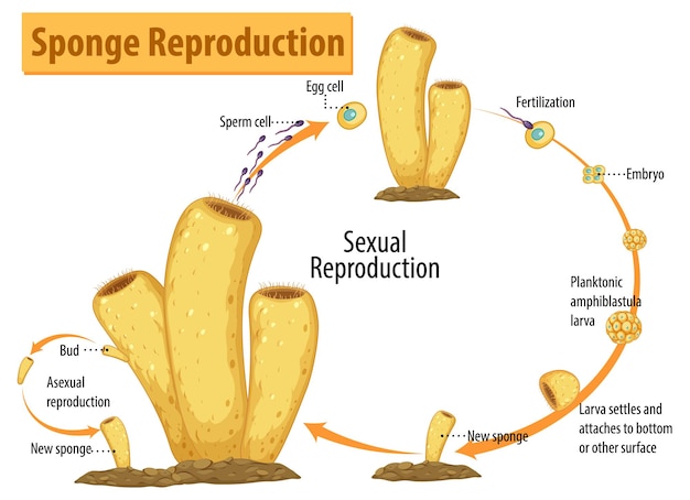 Free Vector diagram showing sponge reproduction