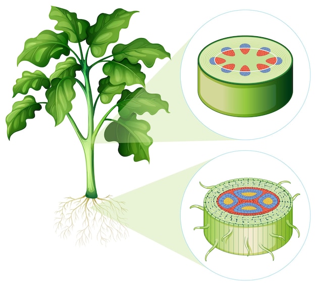 Diagram showing stem and root cell