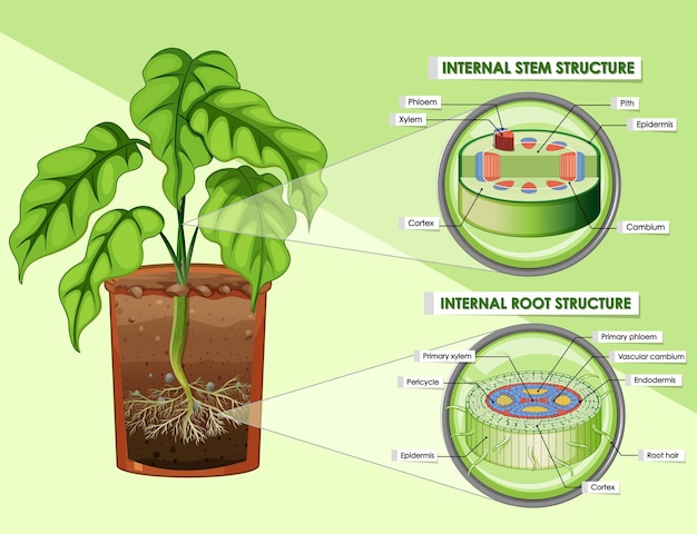 Free Vector diagram showing stem and root structure