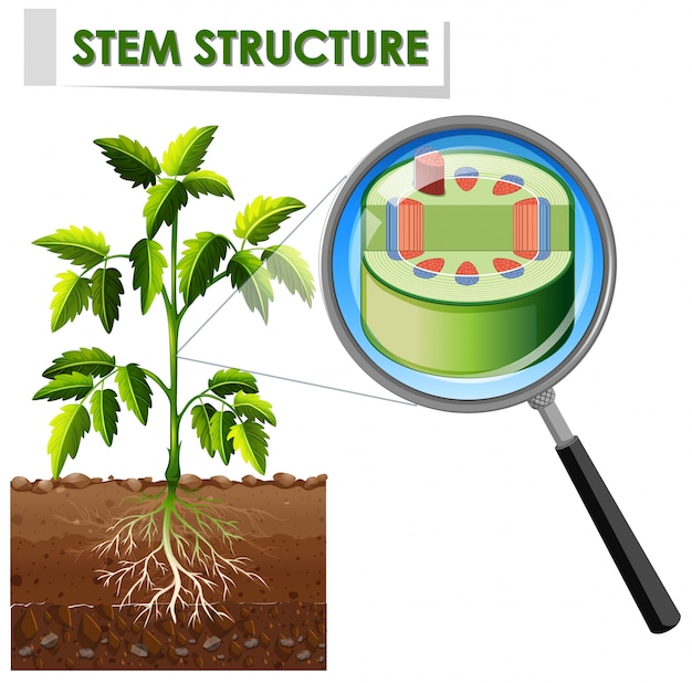 Diagram showing stem structure of a plant