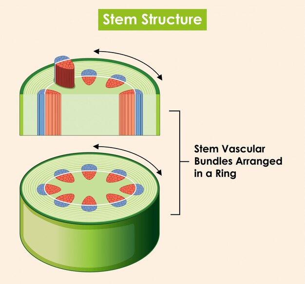 Diagram showing stem structure