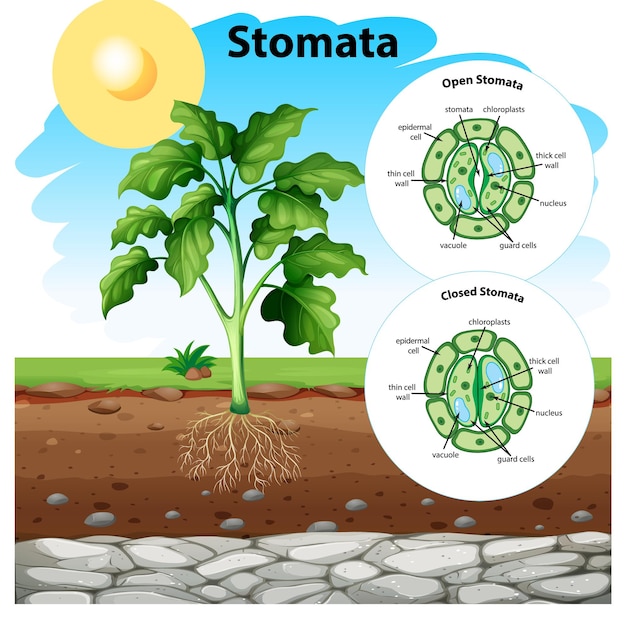 Free vector diagram showing stomata on the chart