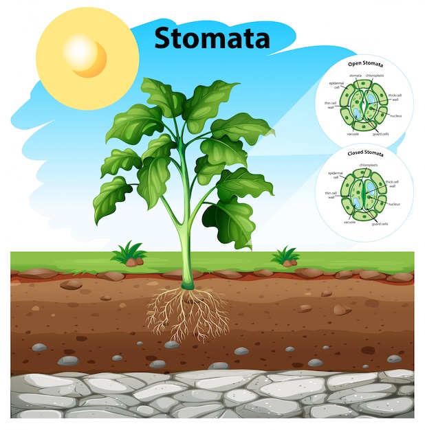 Free vector diagram showing stomata of a plant