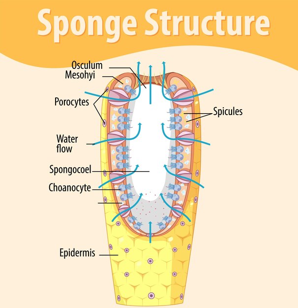 Diagram showing structure of sponge