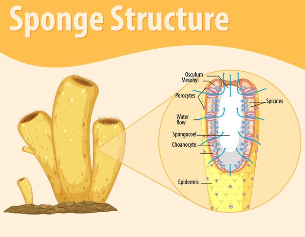 Diagram showing structure of sponge