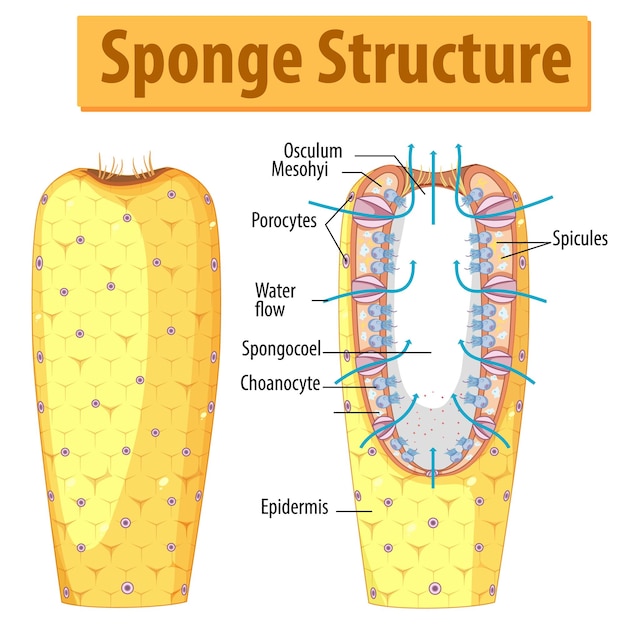 Diagram showing structure of sponge