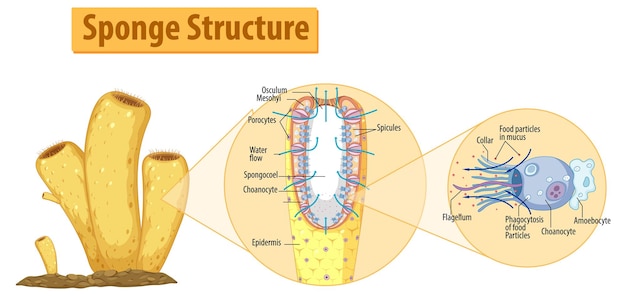 Diagram showing structure of sponge