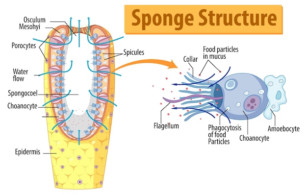 Free Vector diagram showing structure of sponge