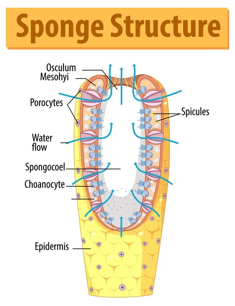 Diagram showing structure of sponge