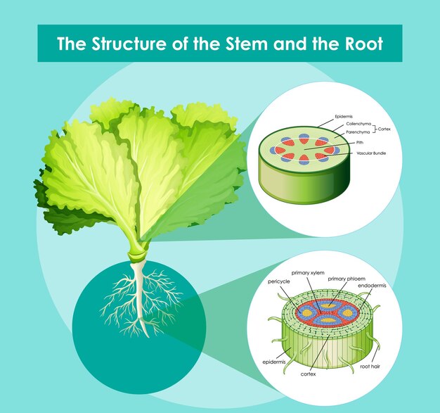 Diagram showing the structure of the stem and the root