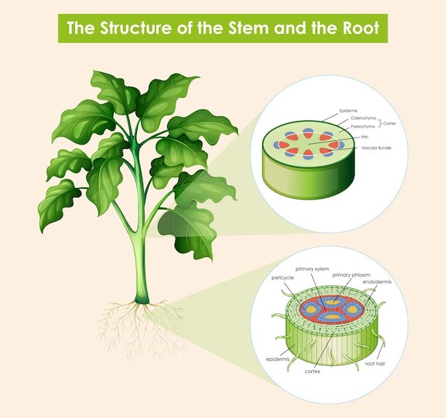 Diagram showing structure of stem and root