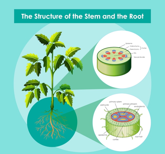 Free Vector diagram showing the structure of the stem and the root