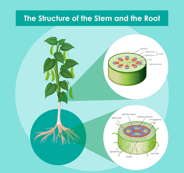 Diagram showing the structure of the stem and the root