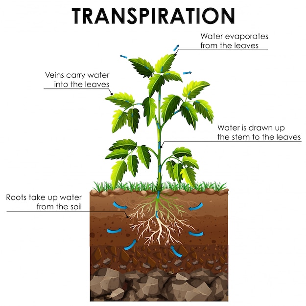 Free Vector diagram showing transpiration of plant