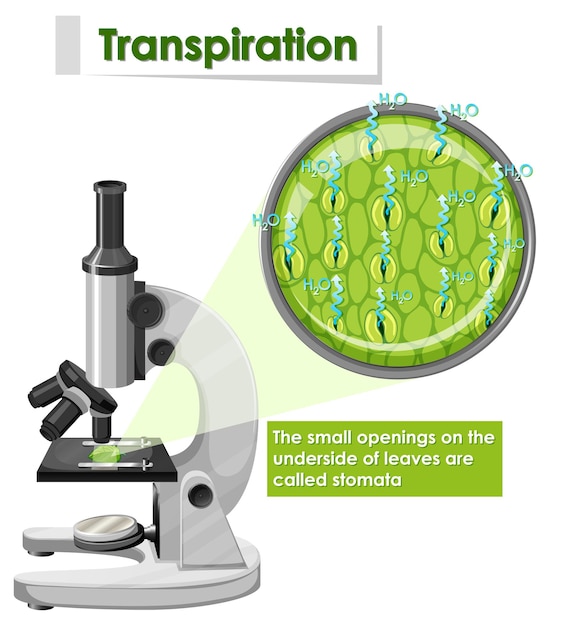 Diagram showing transpiration in plant