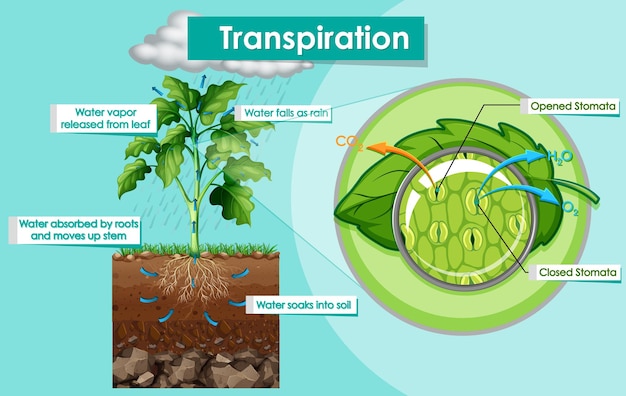 Free Vector diagram showing transpiration plant