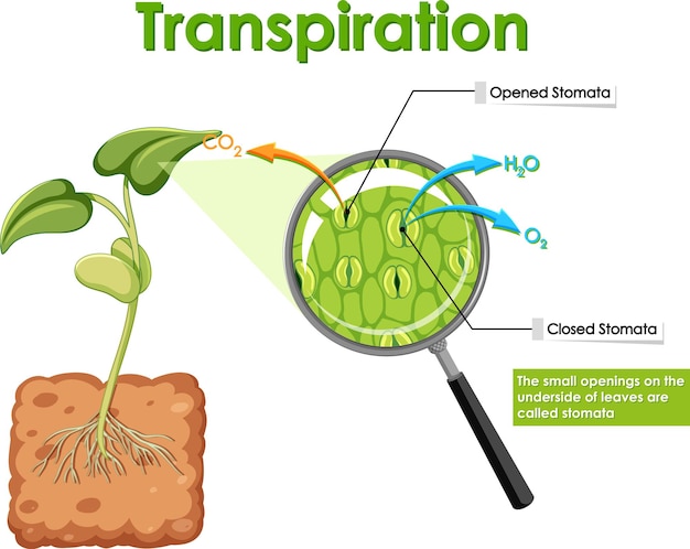 Free Vector diagram showing transpiration in plant