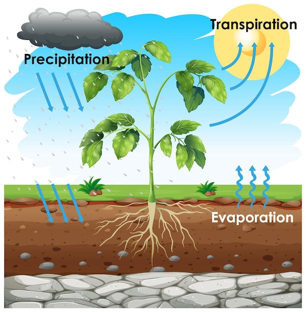 Free Vector diagram showing transpiration with plant in garden