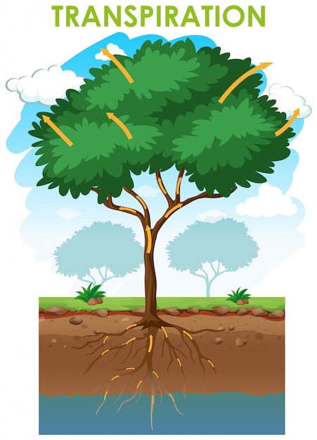 Free vector diagram showing transpiration with plant