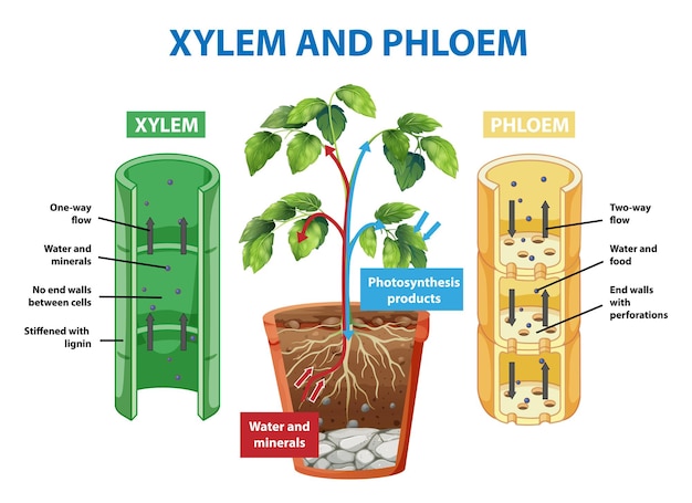 Free Vector diagram showing xylem and phloem of plant