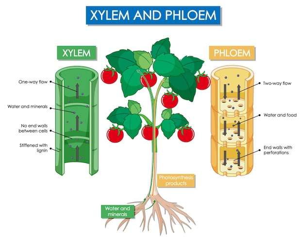 Free vector diagram showing xylem and phloem plant