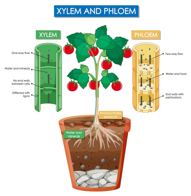 Free vector diagram showing xylem and phloem plant