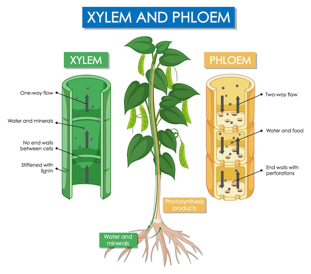 Free vector diagram showing xylem and phloem plant