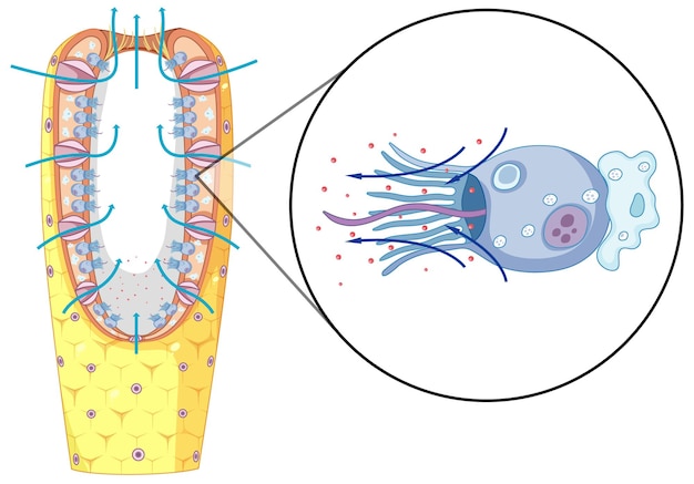 Free Vector diagram of sponges structure for biology education