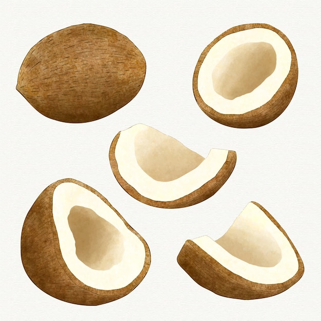 Free Vector different angles of coconut fruit