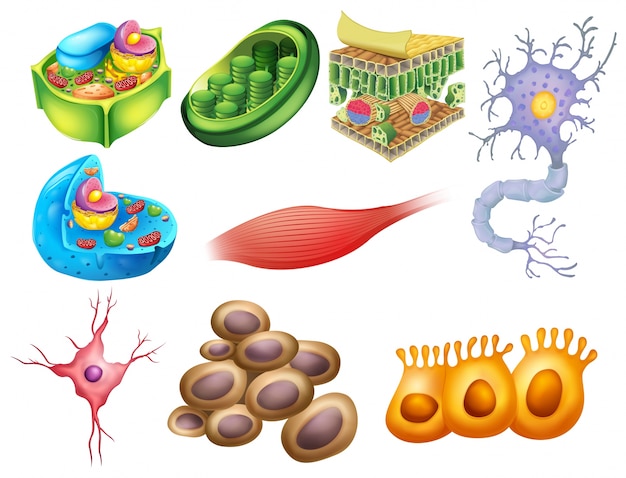 Free vector different biology cells on a white background