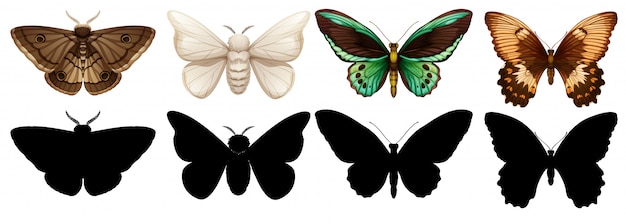 Different color and silhouette butterfly