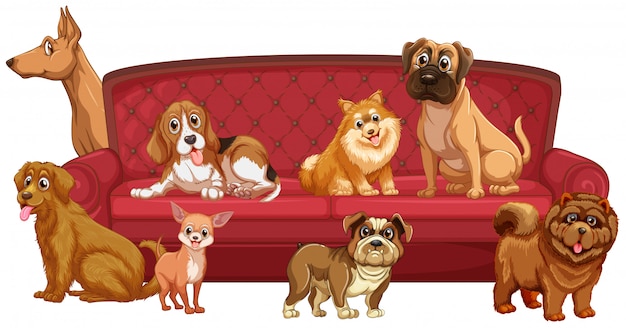 Free Vector different dog breeds at sofa