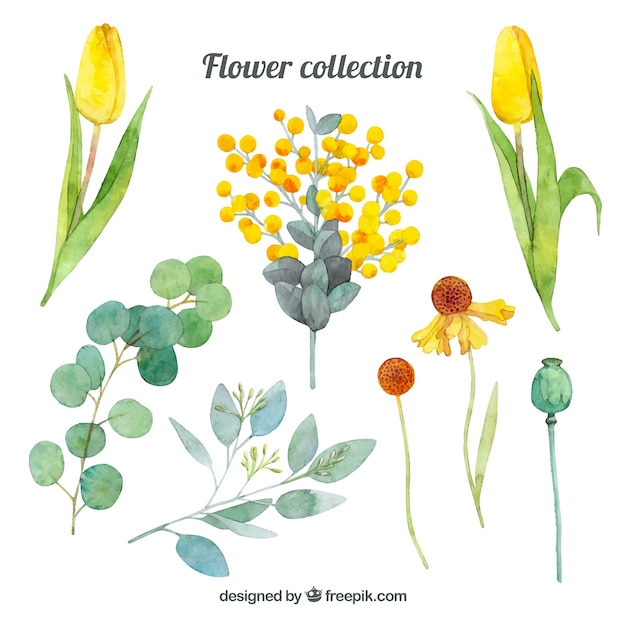 Different flowers collection in watercolor style