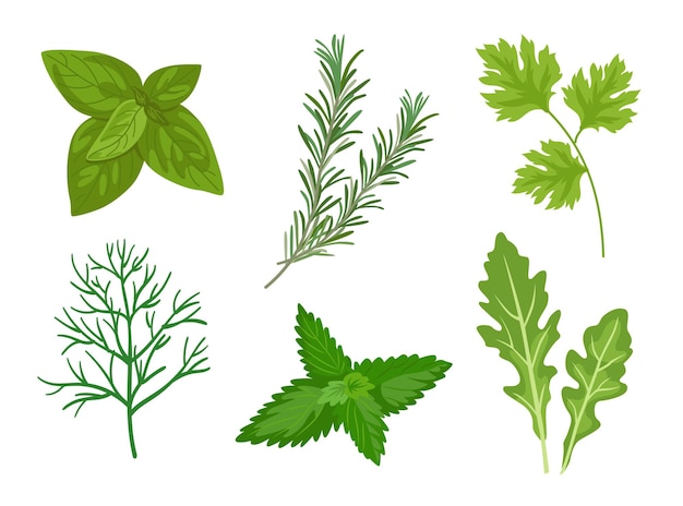 Free Vector different herbs and leaves vector illustrations set. collection of spicy herbal plants, parsley, rosemary, coriander, oregano, mint on white background. food, culinary, plants concept