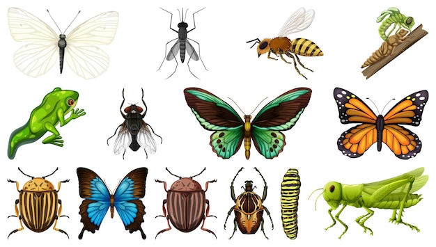 Free Vector different insects collection isolated on white background